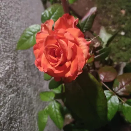 Casa Delle Rose Holiday home