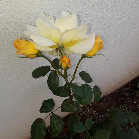 Casa Delle Rose *
