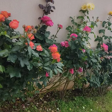Casa Delle Rose